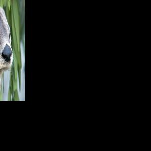 Three women injured by otter on Jefferson River | News | laureloutlook.com