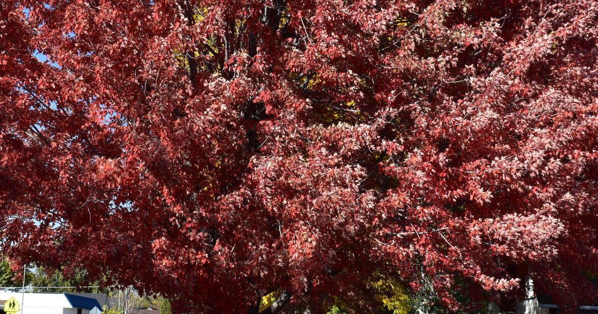 Big red tree enchants neighbors | News | laureloutlook.com