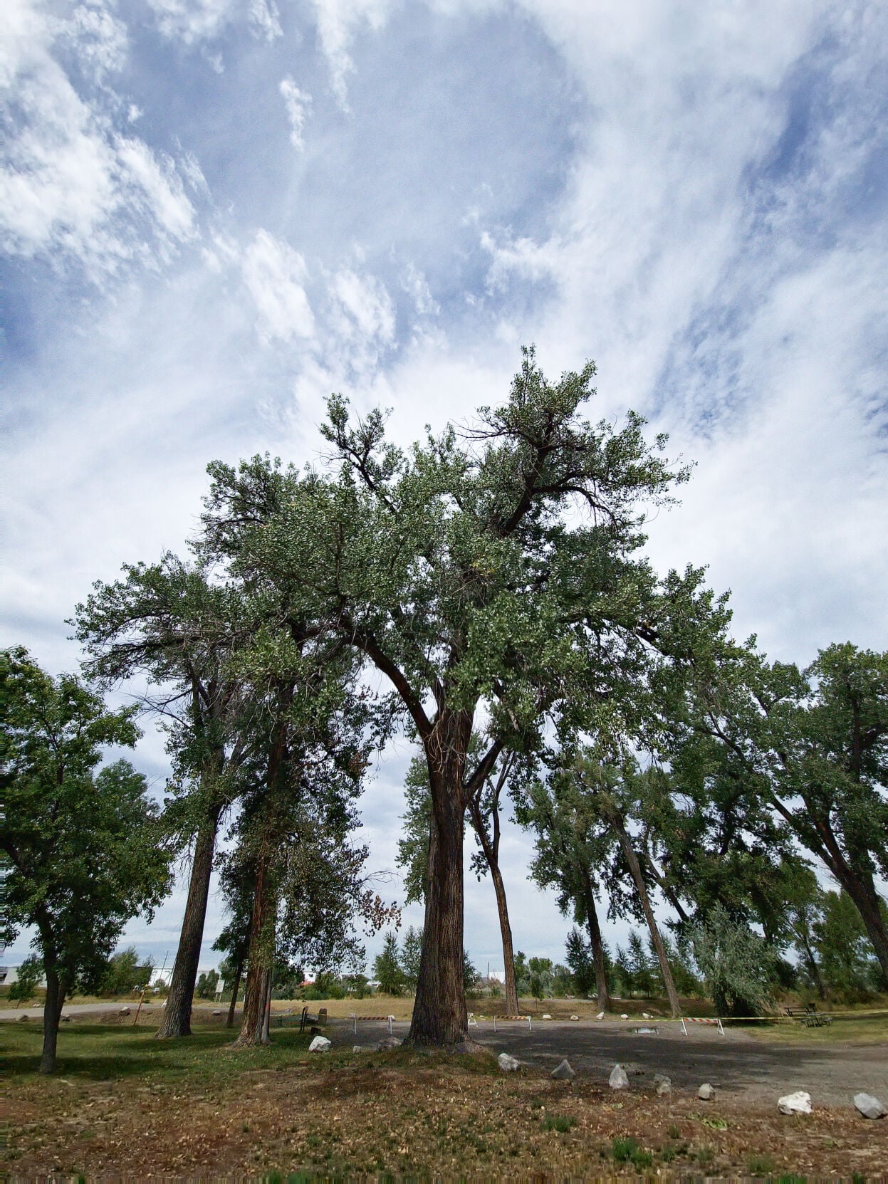 Riverside Park trees sustain lightning damage | News | laureloutlook.com