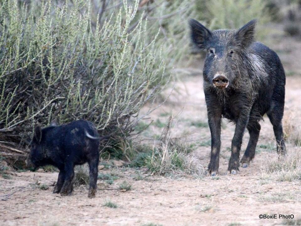 texas hog enforcement