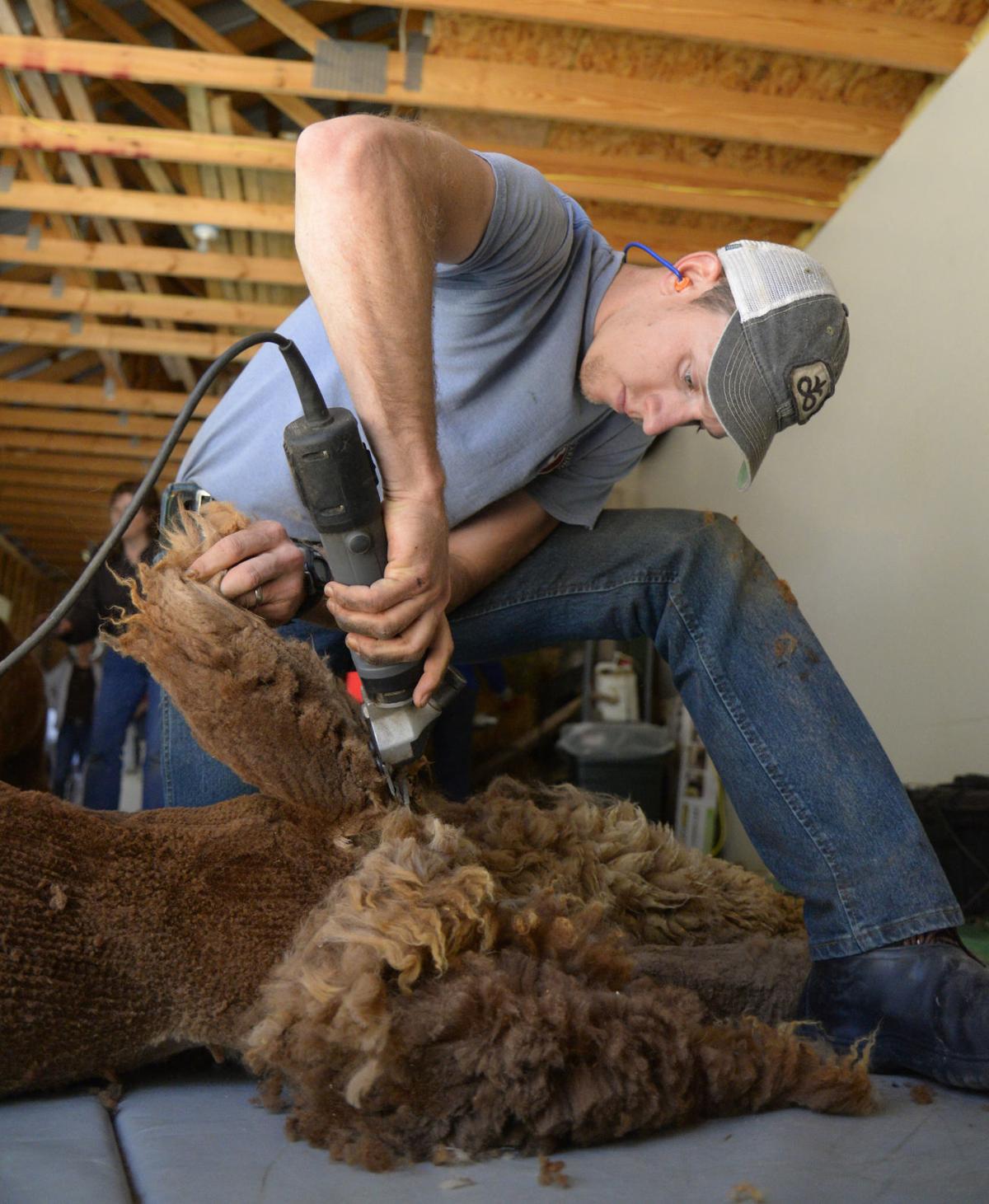 Shear success Alpaca shearer Pete Hofmann embraces family tradition Country Today
