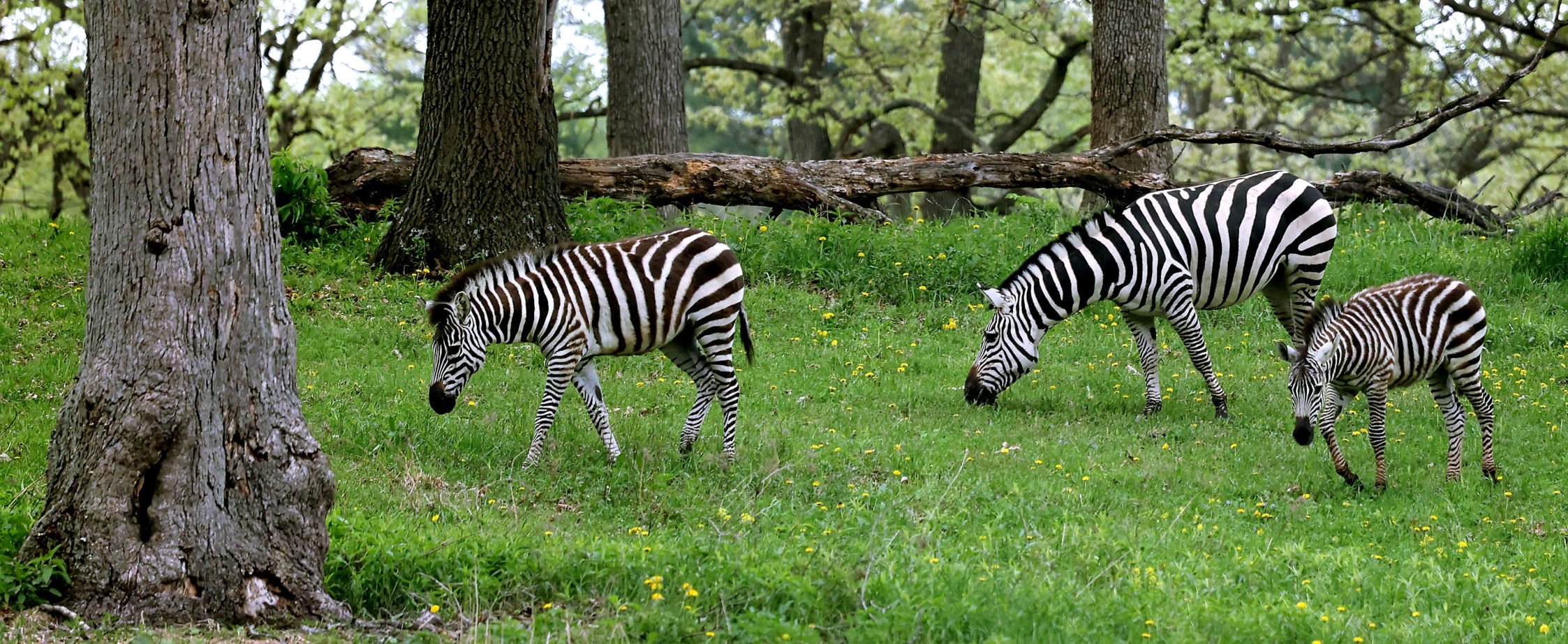 Zebras return to Irvine Park along with other new animals Daily