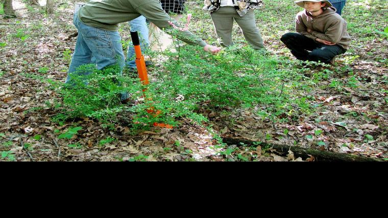 Invasive Watch Barberry What S In A Name Home And Garden Leadertelegram Com