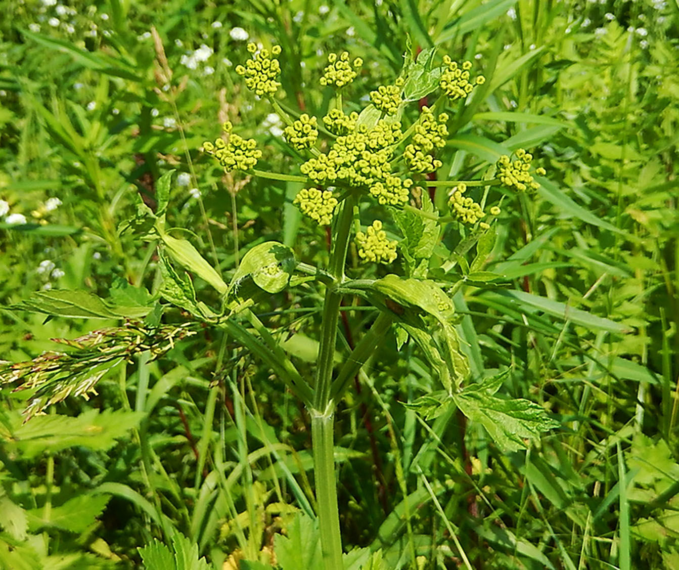 wild parsnips rash treatment wild parsnips rash treatment