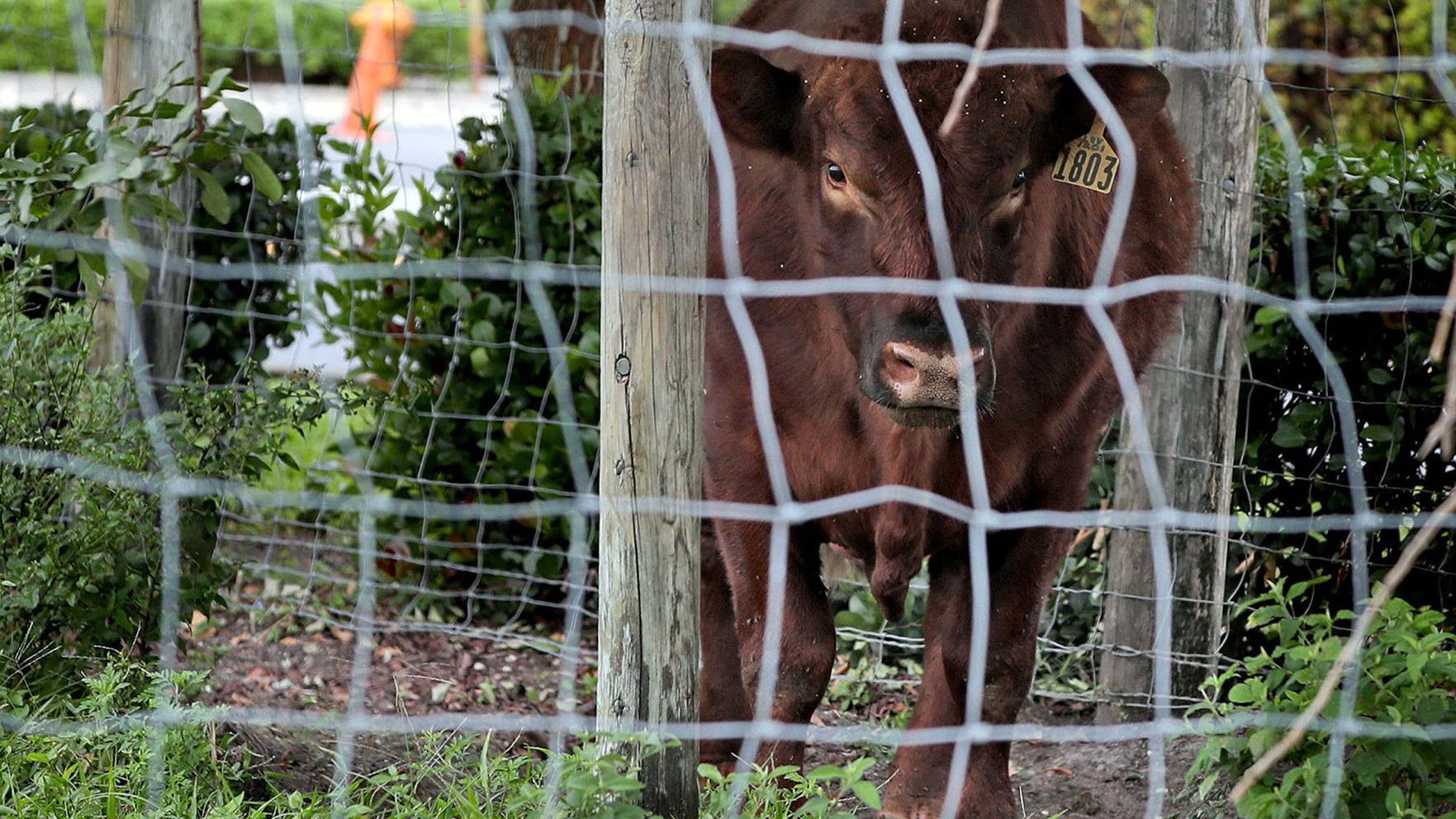 Church, Fla. county have beef over solitary cow - Vimarsana News