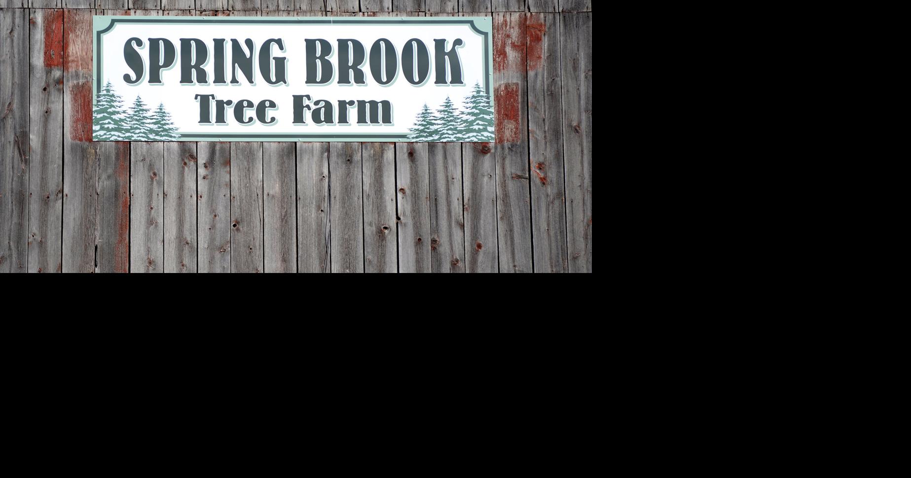 Firs, families and fun: Spring Brook Tree Farm enjoys creating holiday ...