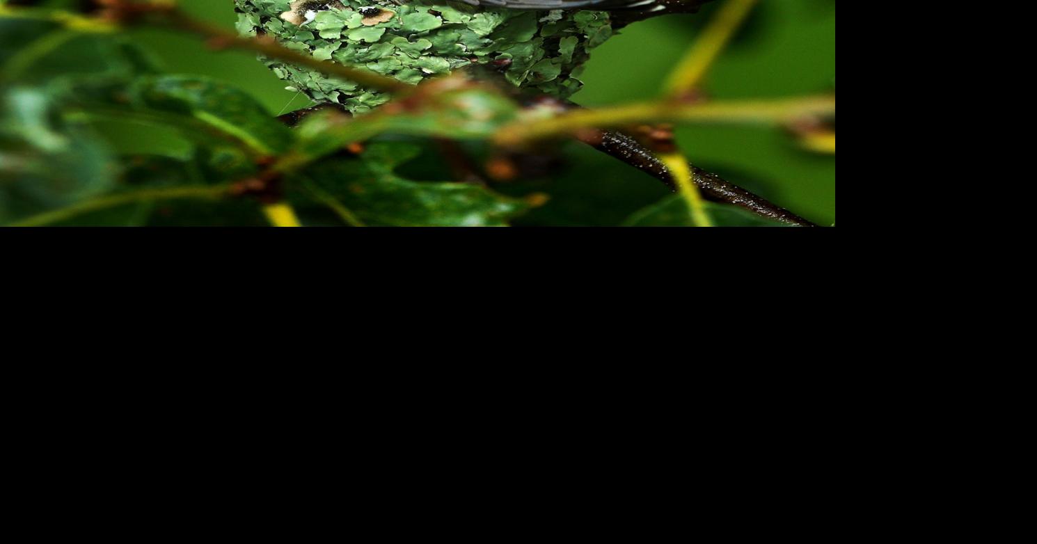 Full nest | Local News | leadertelegram.com