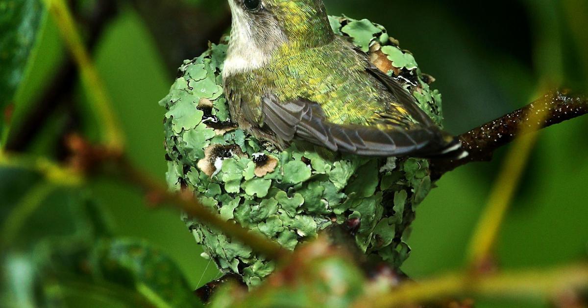 Full Nesting Full nest | Local News | leadertelegram.com