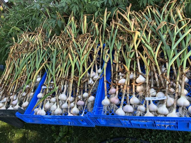 'Garlic Master' seeks tradition, variety Crops
