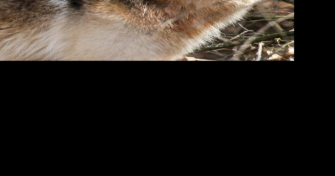 Bill to delist wolves advances in U.S. House | Daily Updates ...