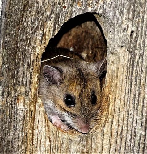 169 Mice Sitting On A Tree Branch Stock Photos, Pictures Royalty