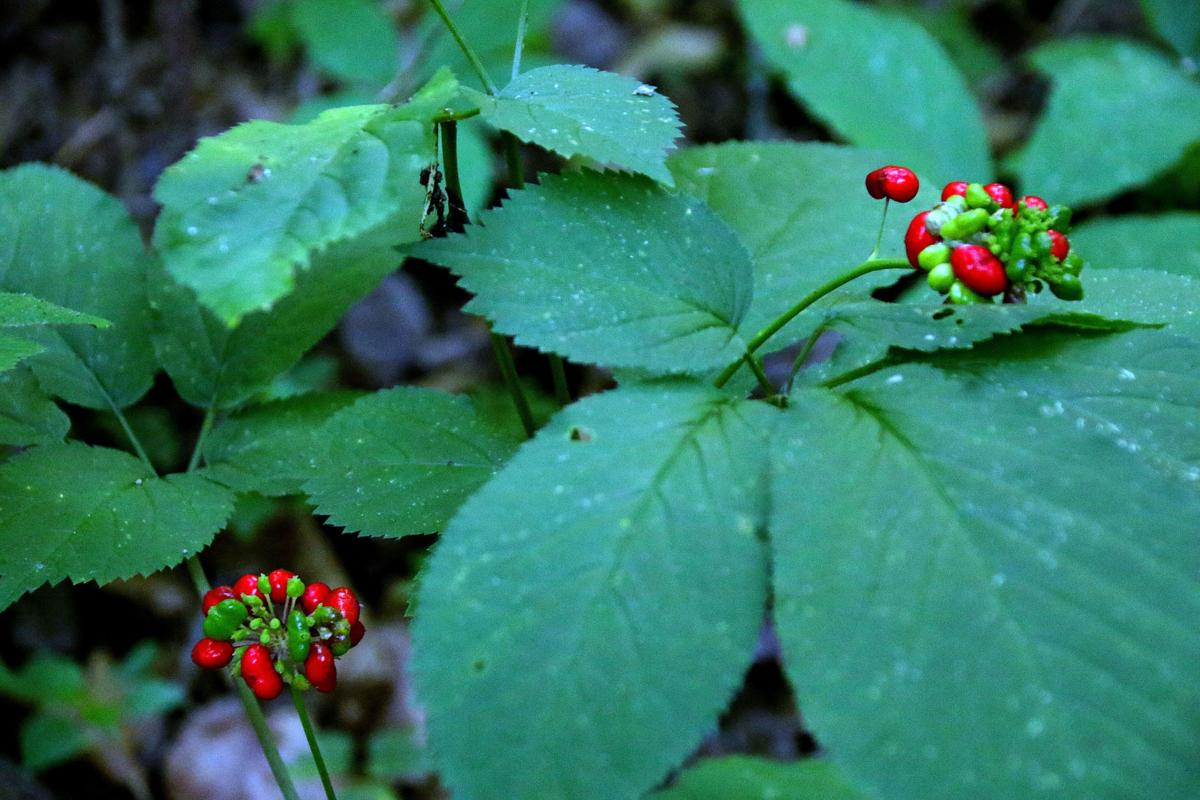 Wisconsin S Wild Ginseng In Precarious Spot Outdoors Leadertelegram Com