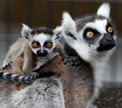 Baby Lemur