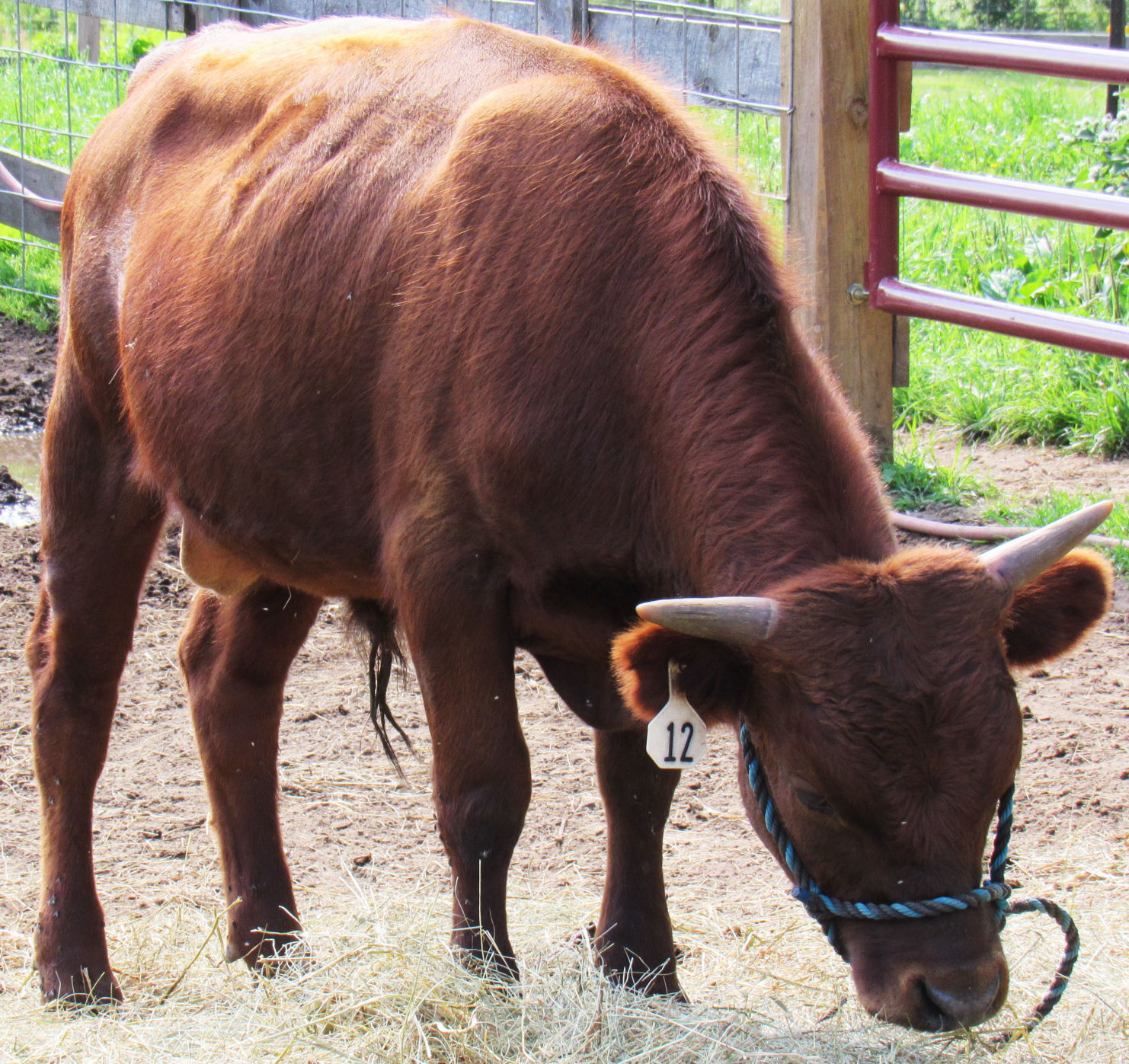 dexture cow dexture cow