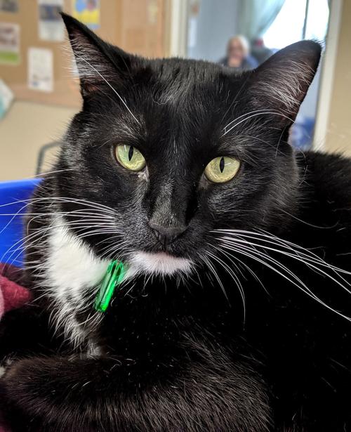Pet of the Week