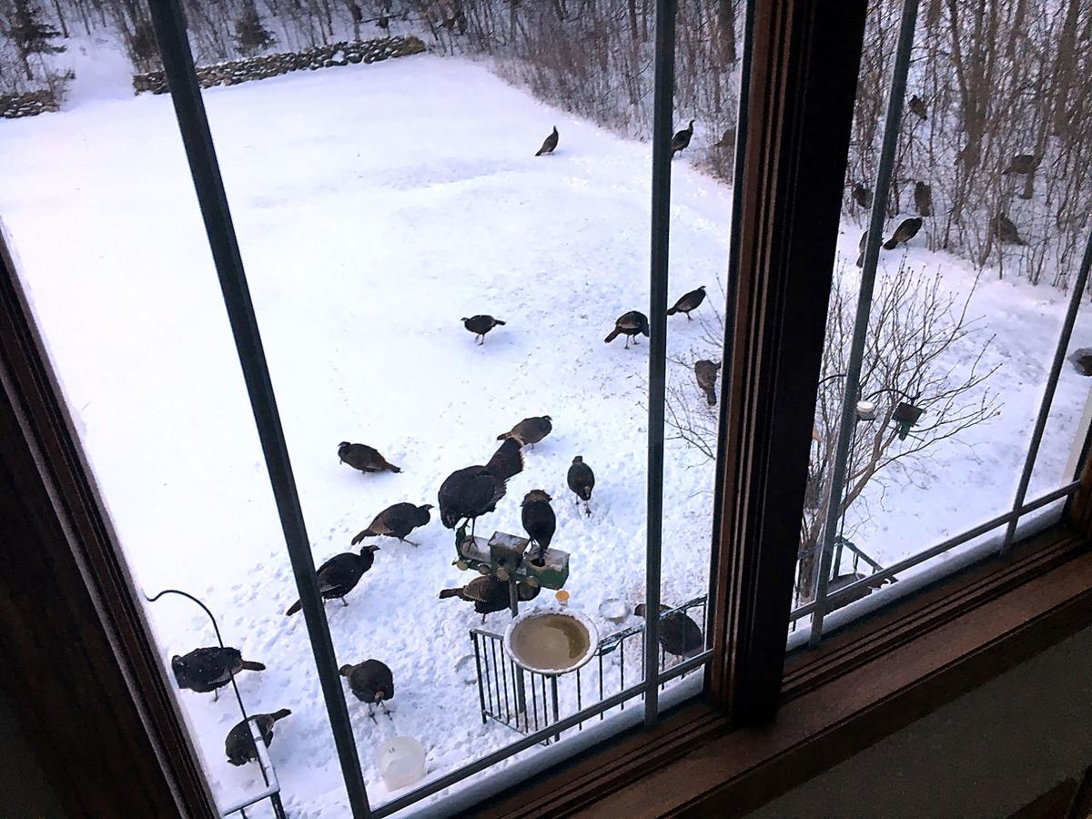 Turkeys Take Over Yard For Winter Buffet Yarns Of Yesteryear