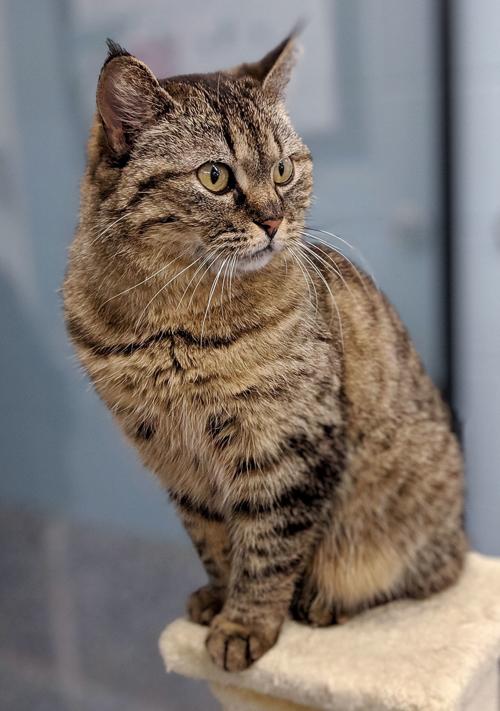 Pet of the Week