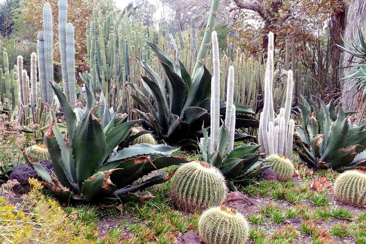 A Southern California Surprise: the Huntington Library and ...
