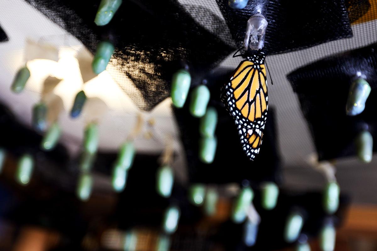 Reserve's Butterfly House lets visitors see species native to the state