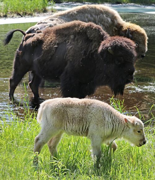 Baby Bison