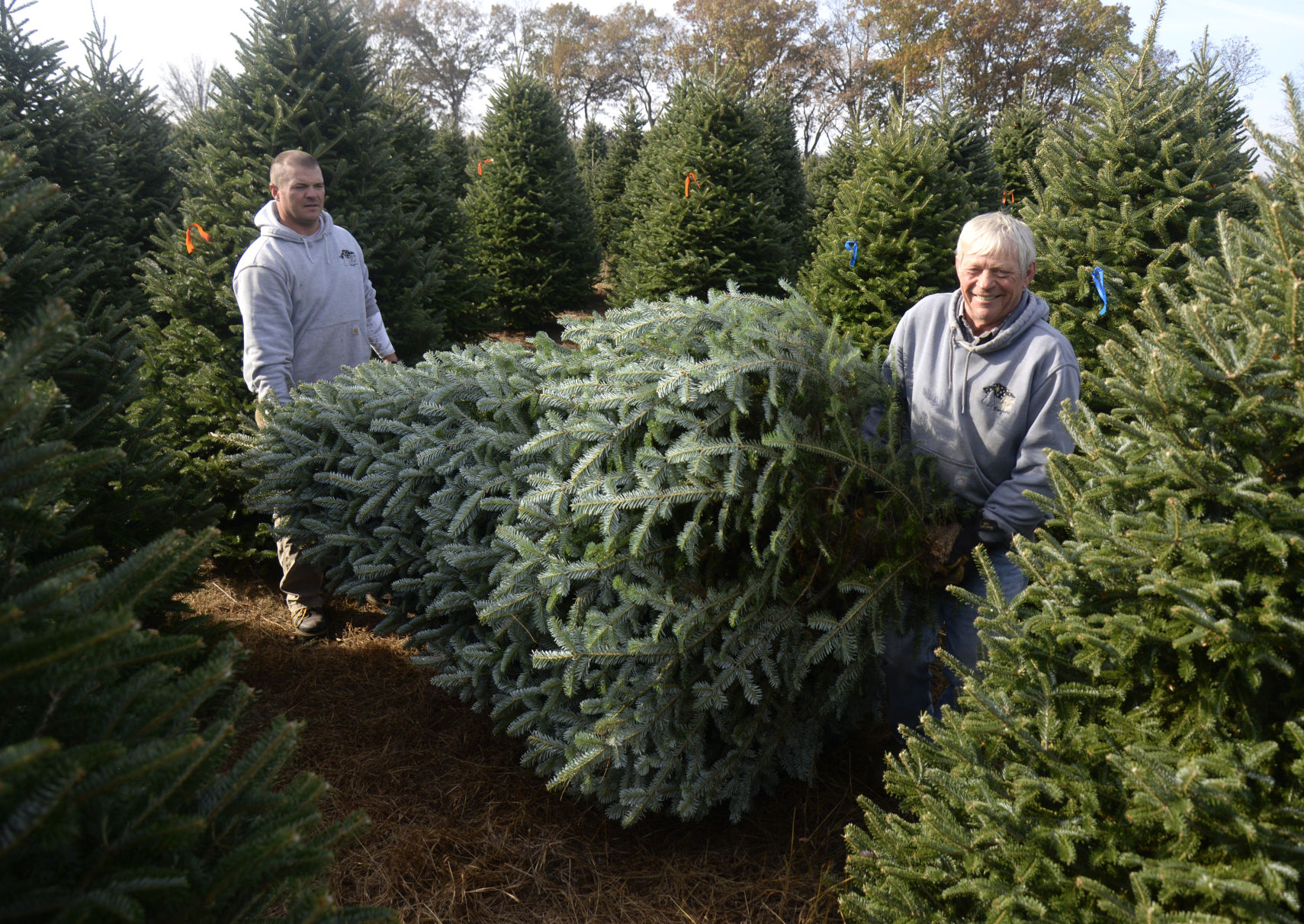 First firs White House Christmas trees harvested in Wisconsin