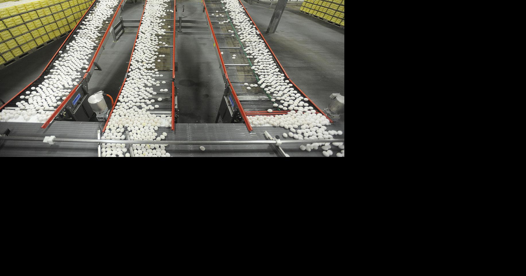 Wisconsin egg production cut in half as farms struggle with avian flu, higher expenses