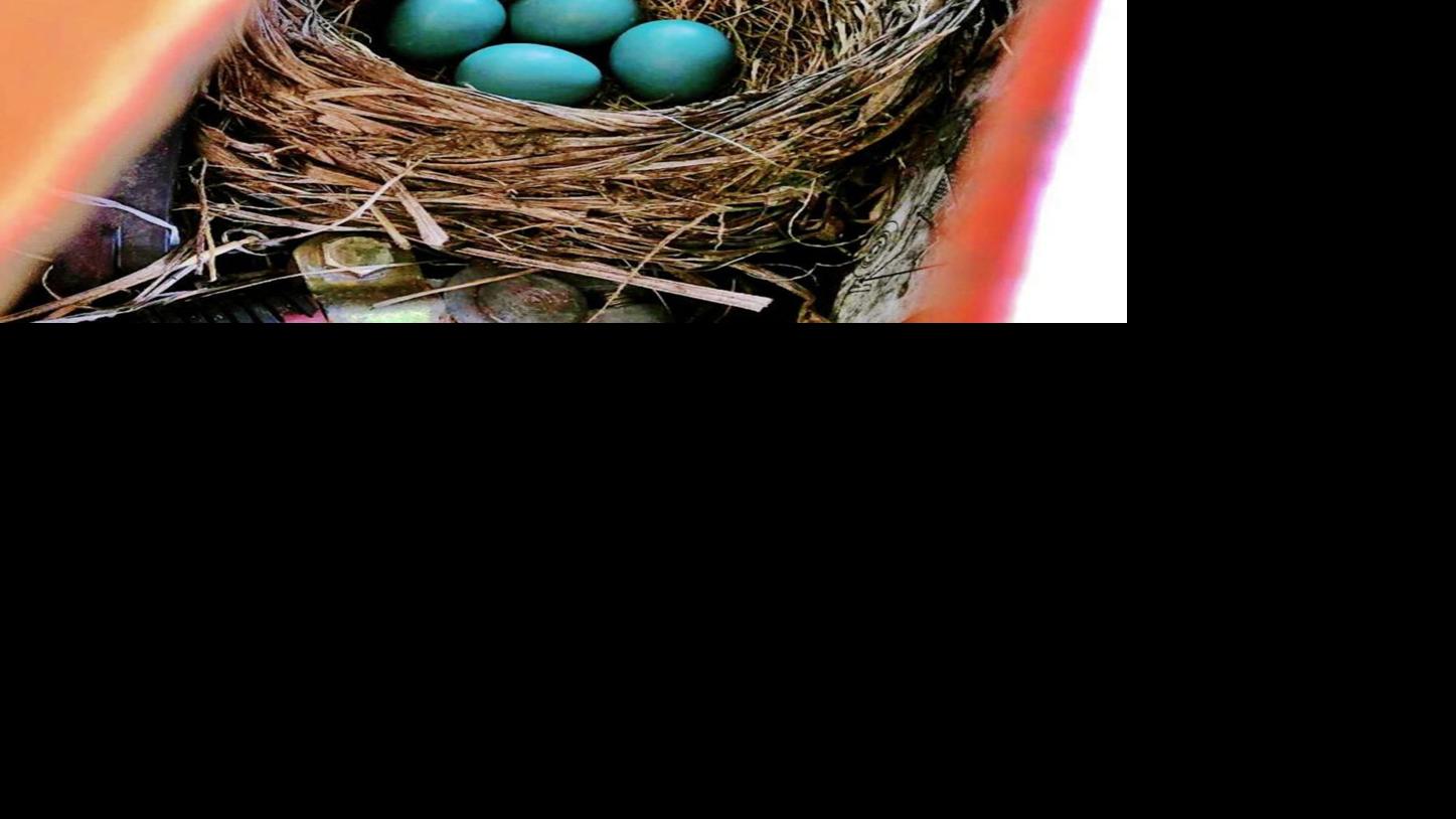 Robins Find Unusual Nesting Spots Country Life News Leadertelegram Com