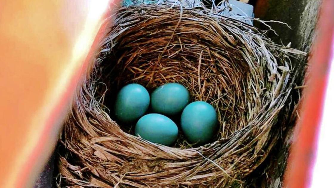 Robins Find Unusual Nesting Spots Country Life News Leadertelegram Com Robins Find Unusual Nesting Spots Country Life News Leadertelegram Com