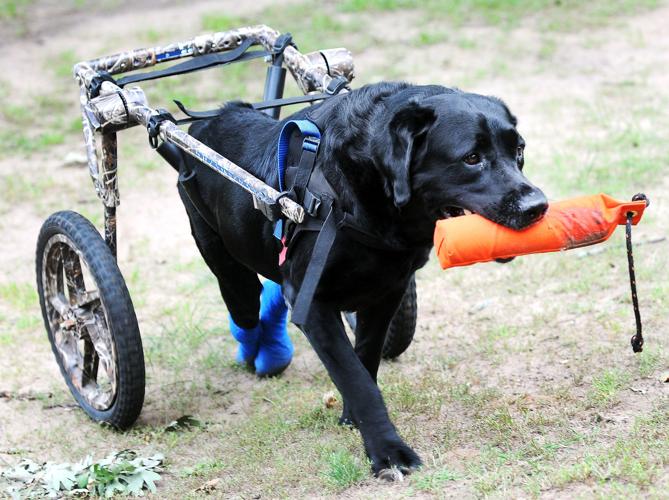 Off Beat Gunnar's Wheels has helped dozens of dogs Front Page