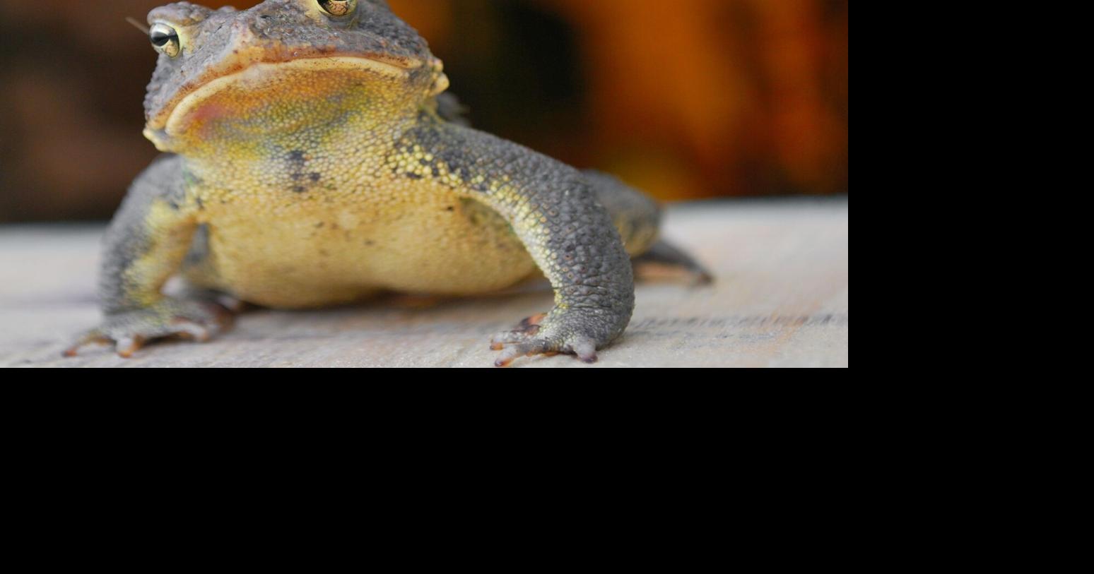 On behalf of toads | Outdoors | leadertelegram.com