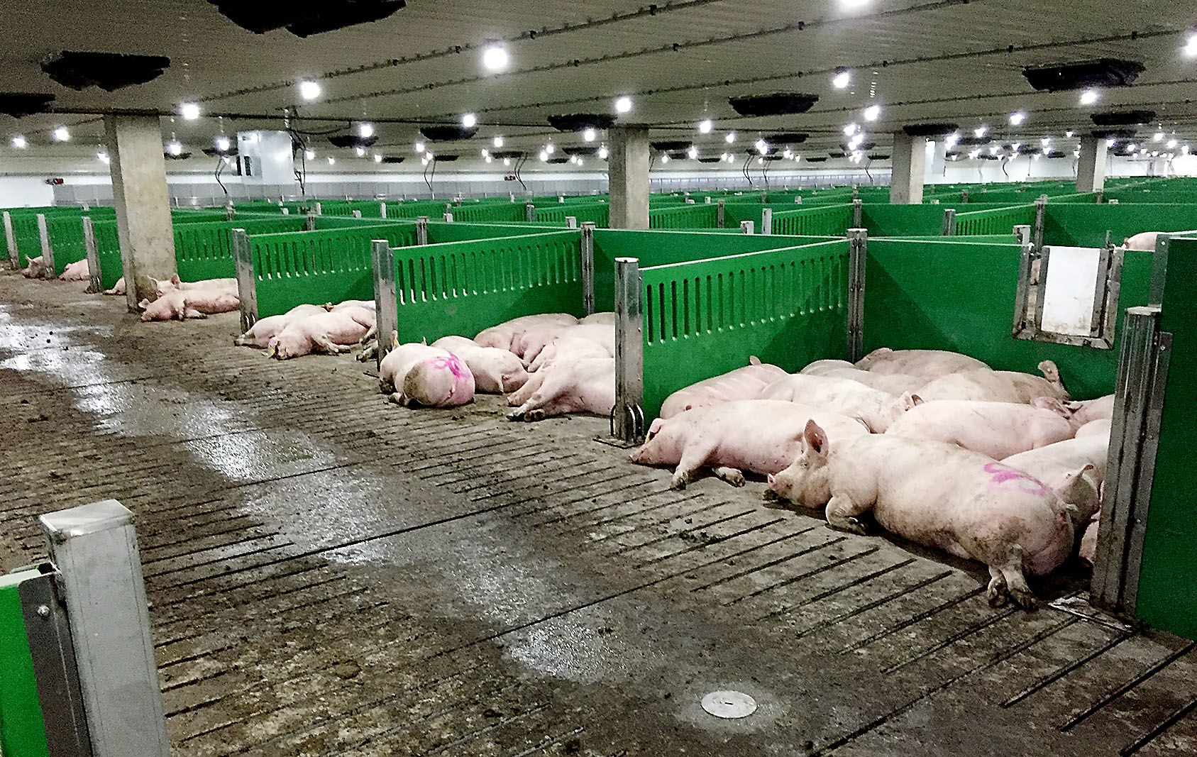 Three swine facilities proposed in Chippewa County Country Today