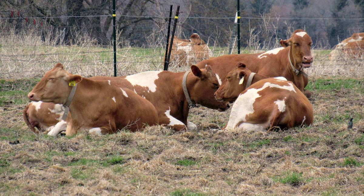 Electric milking machines for cows