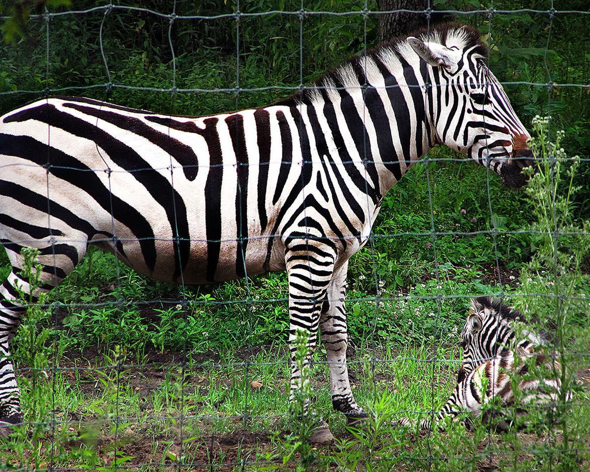 irvine park zoo defends