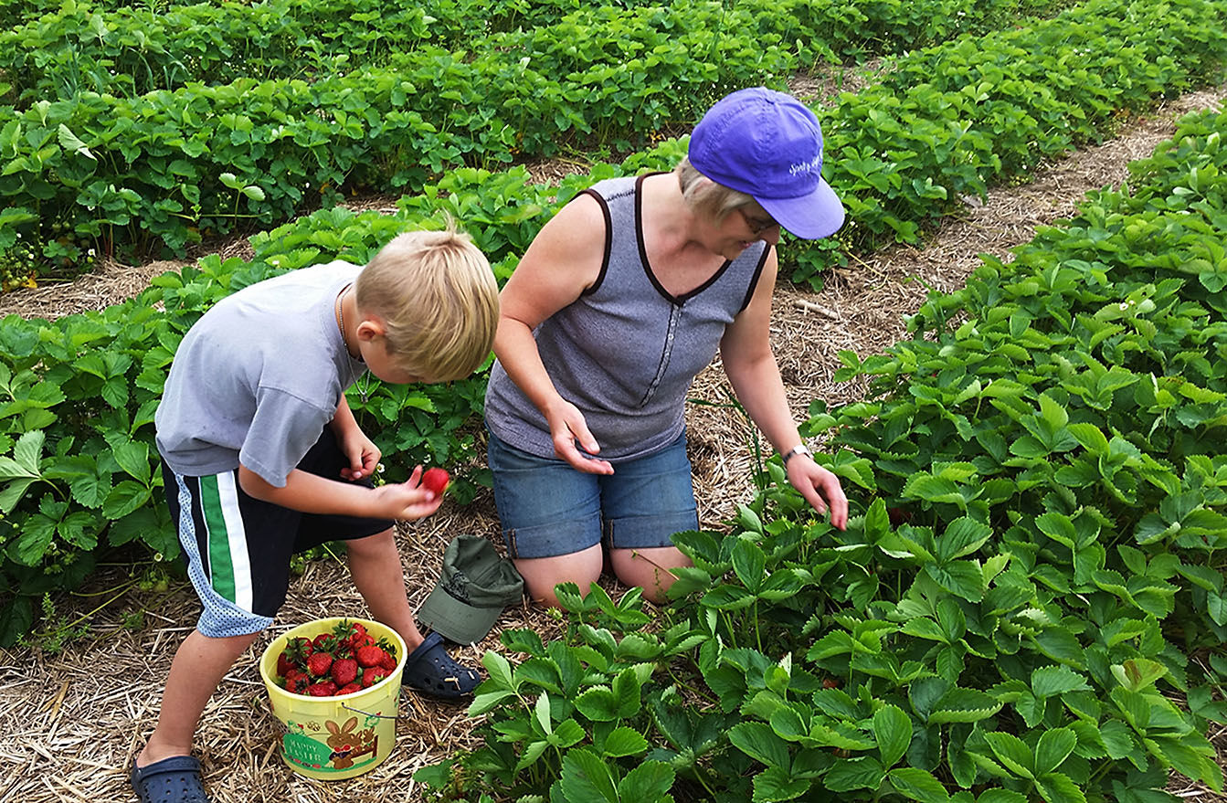 Chippewa Valley strawberry growers have sweet news It s picking