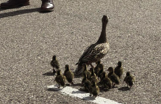 Firefighters rescue ducks from storm sewer | Meteorology ...