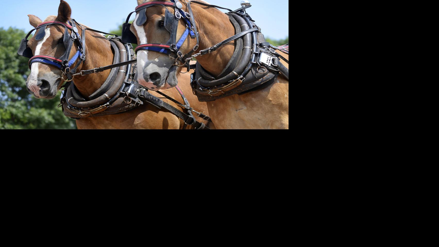 Horse pulling showcases pure horsepower Horses