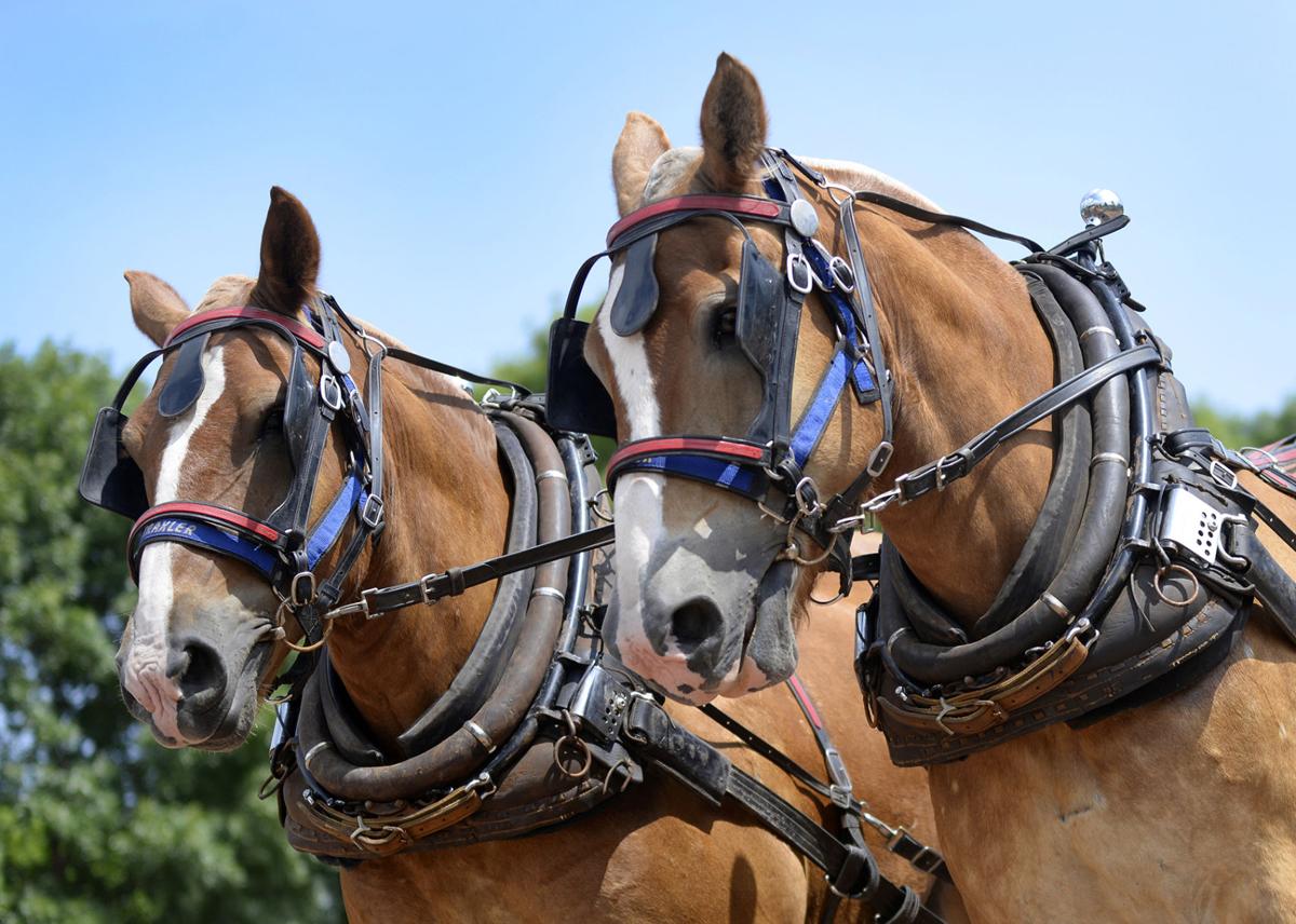 Horse pulling showcases pure horsepower Horses