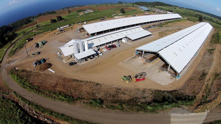 Dairy in paradise Idaho farmers see pros, cons to island milking