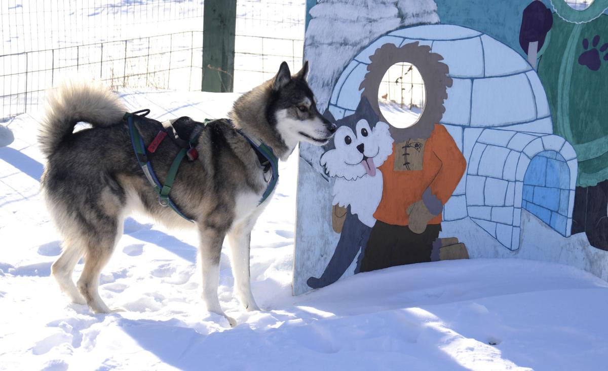 Mushers To The Rescue Door County Sled Dogs Are Inspirational