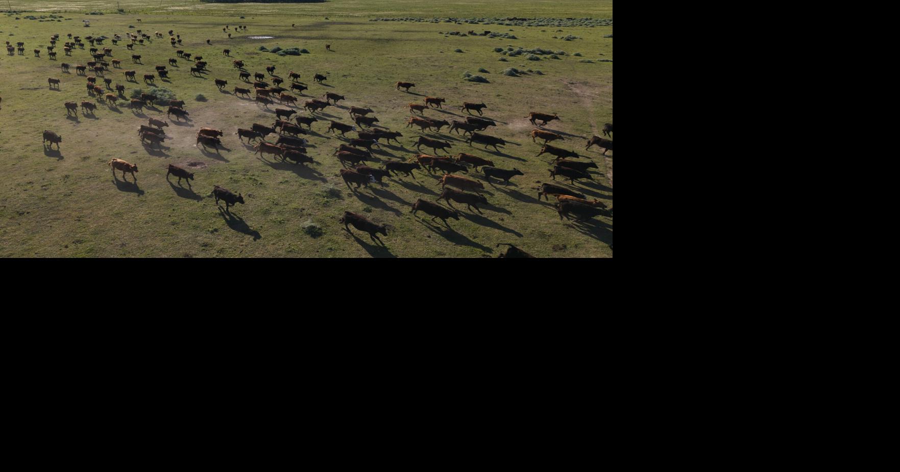 Wisconsin Farm Bureau: Trump beef import plan ‘certainly hurts our farmers’