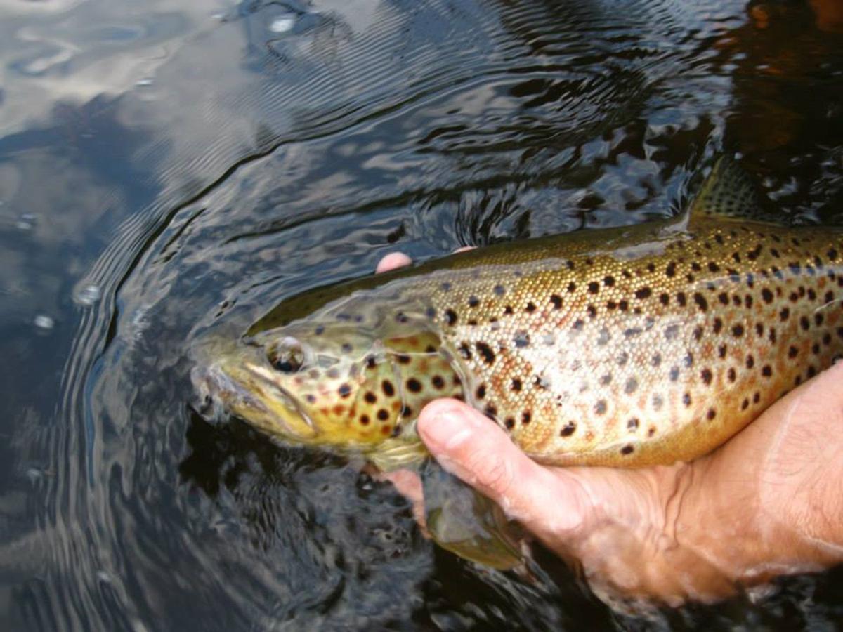 Iowa Trout Stocking Schedule 2022