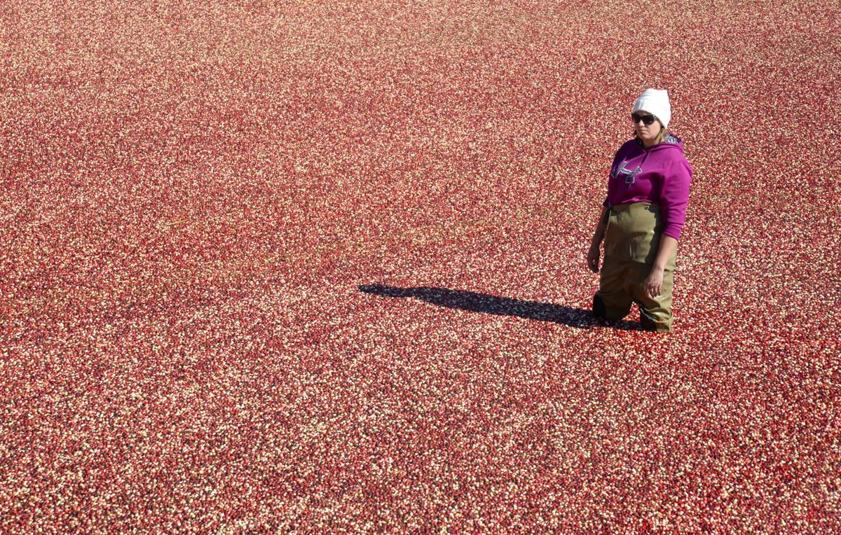 Craving Cranberries Dempze Cranberry Co S Rich History Contributes To Wisconsin S No 1 Ranking Worldwide Country Today Leadertelegram Com