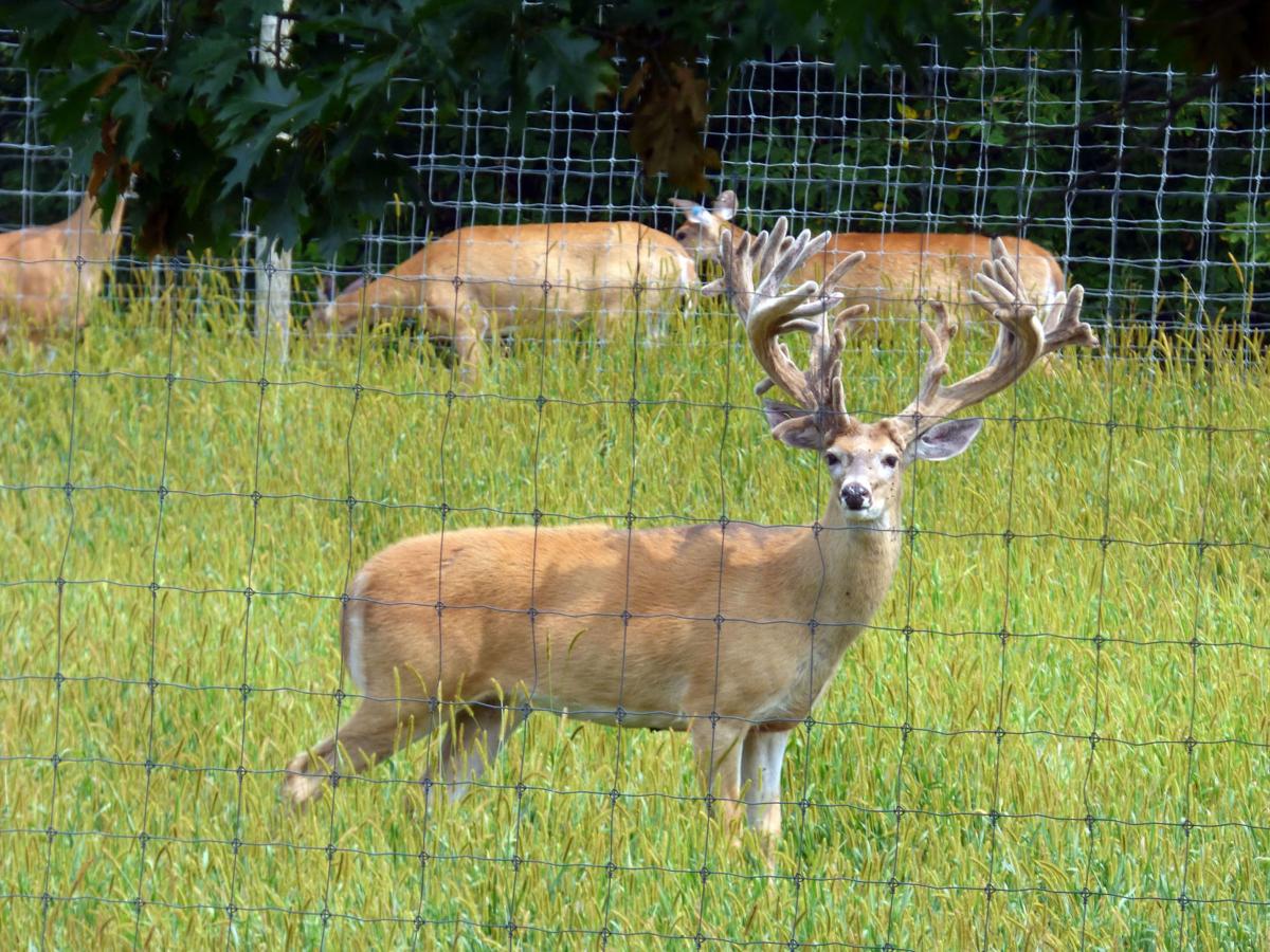 Education effort Eau Claire County deer farm owners try to shed light