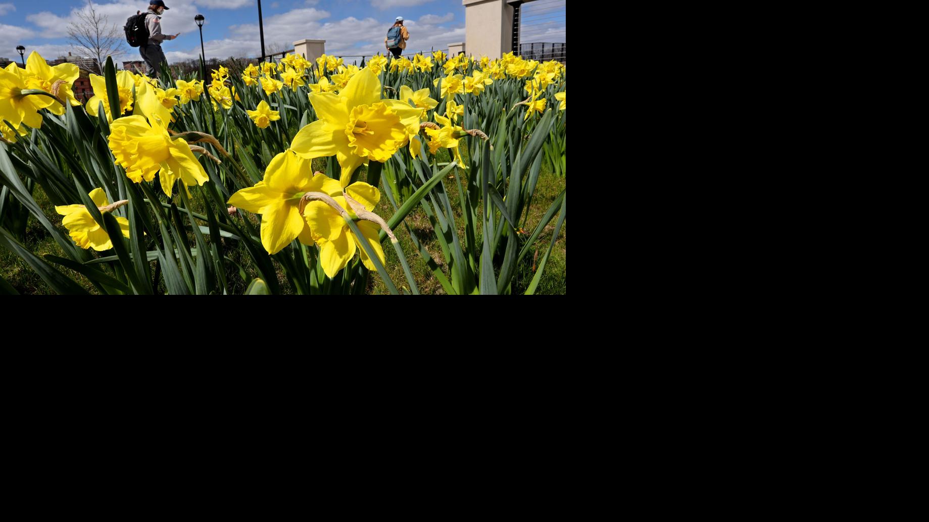 April flowers | Local News | leadertelegram.com With tenor, maker of gif keyboard, add popular thank you flowers animated gifs to your conversations.