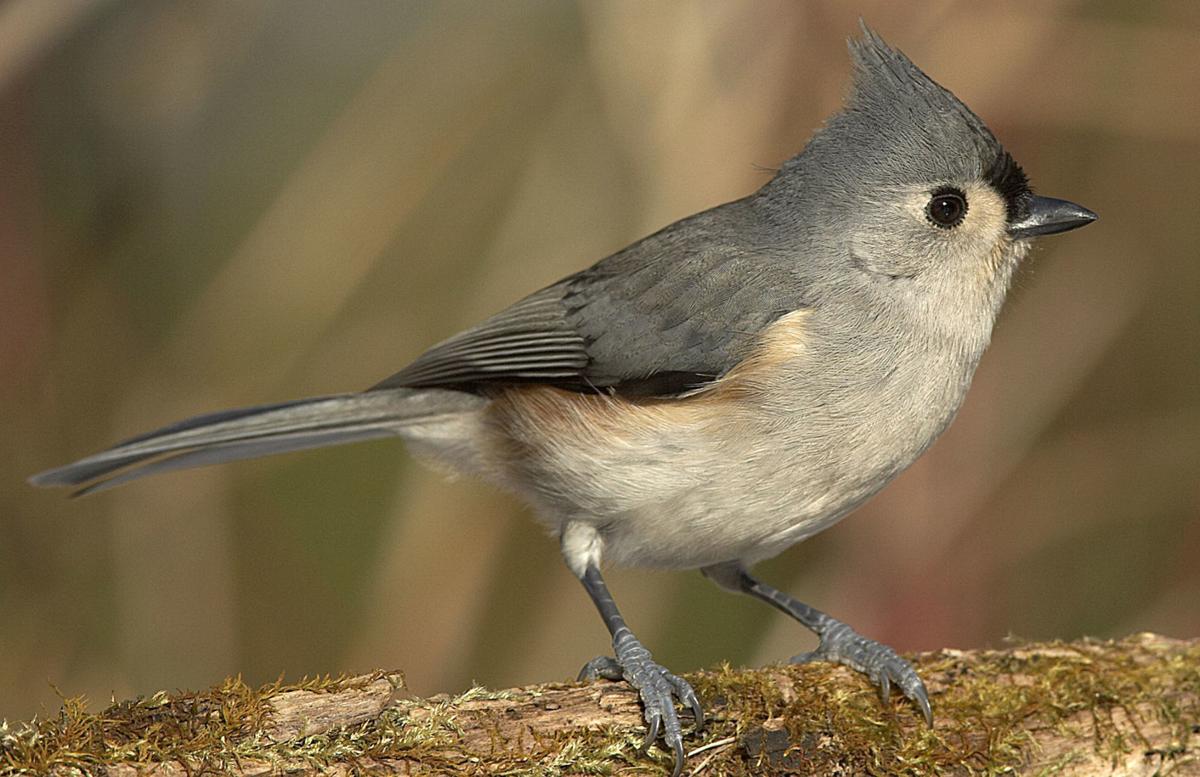 Wisconsin S Bird Population Taking On A Southern Feel Getting Out Leadertelegram Com