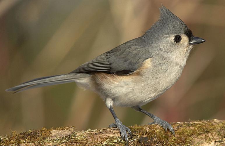 Wisconsin's bird population taking on a southern feel ...