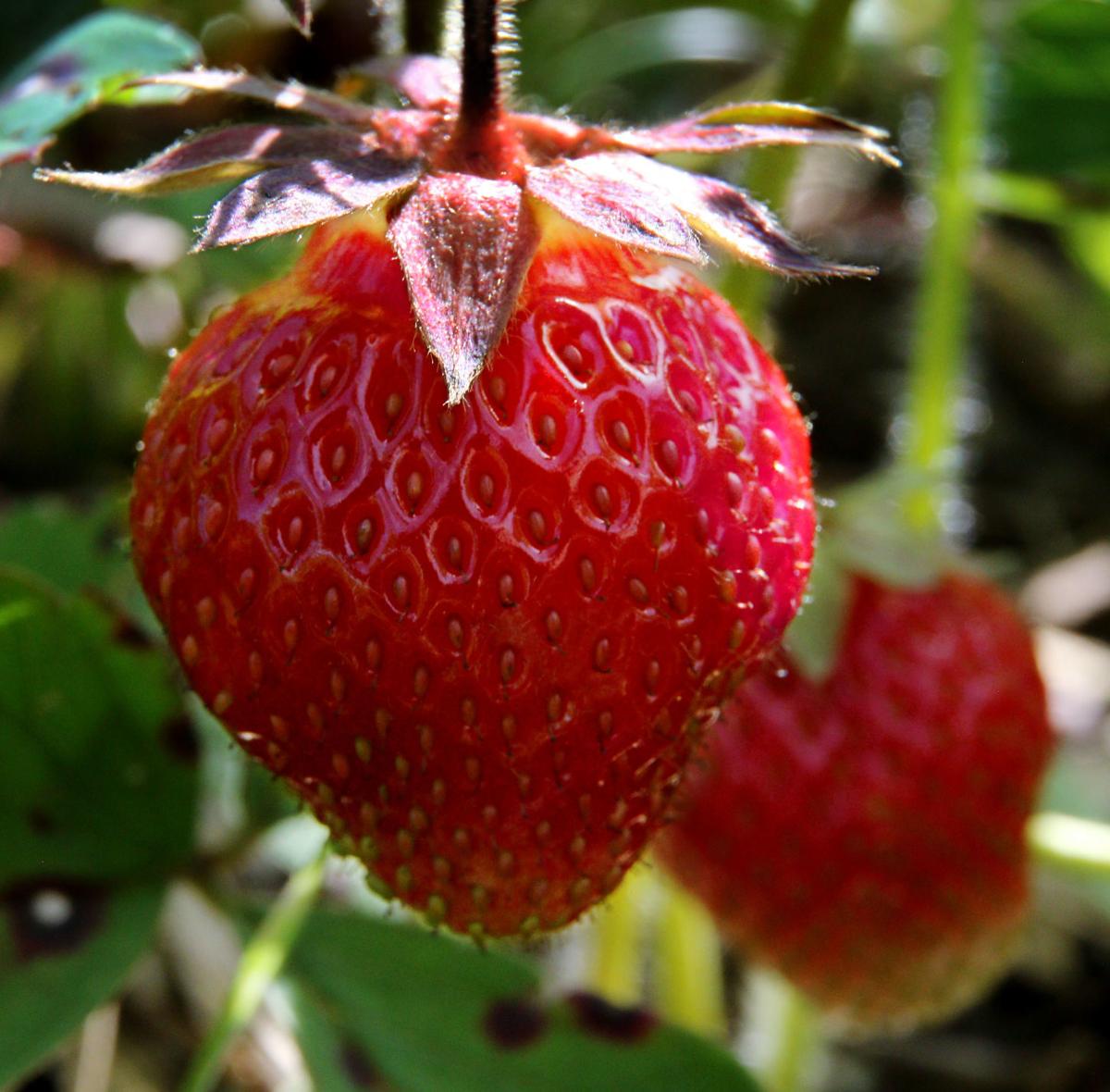 Strawberry season finally here Front Page