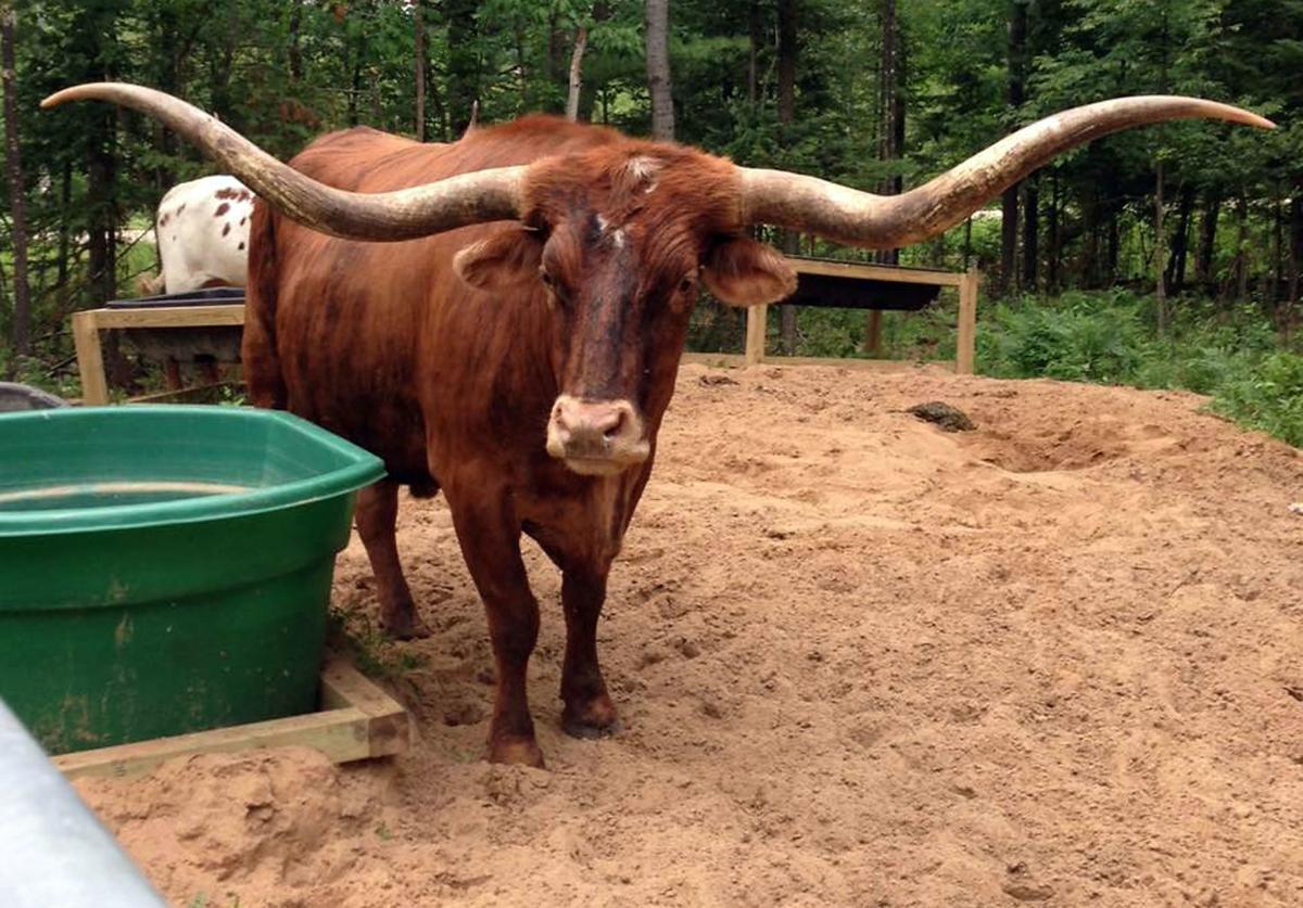 Longhorn Nutrition Value Besto Blog