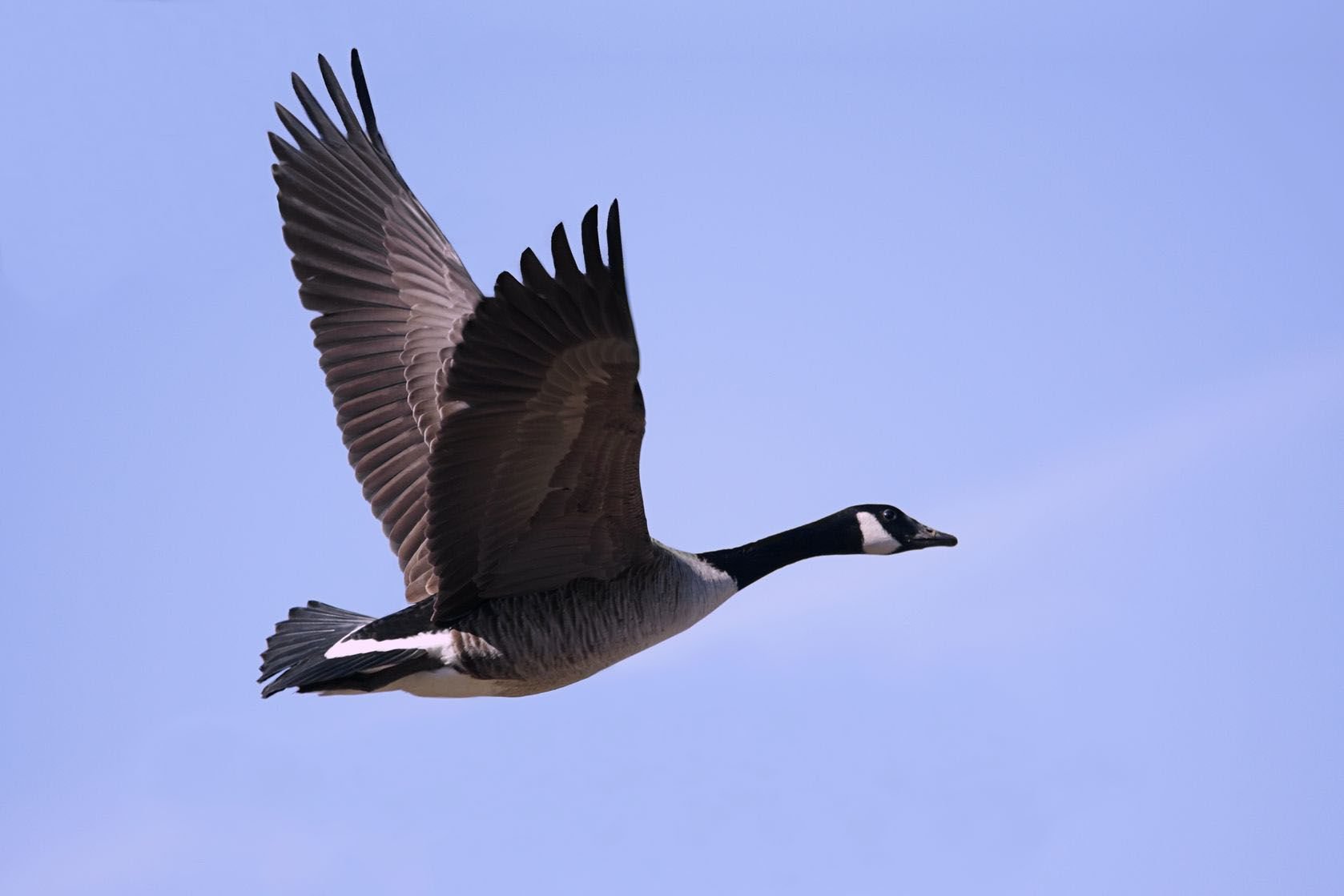 Canada goose discount altoona