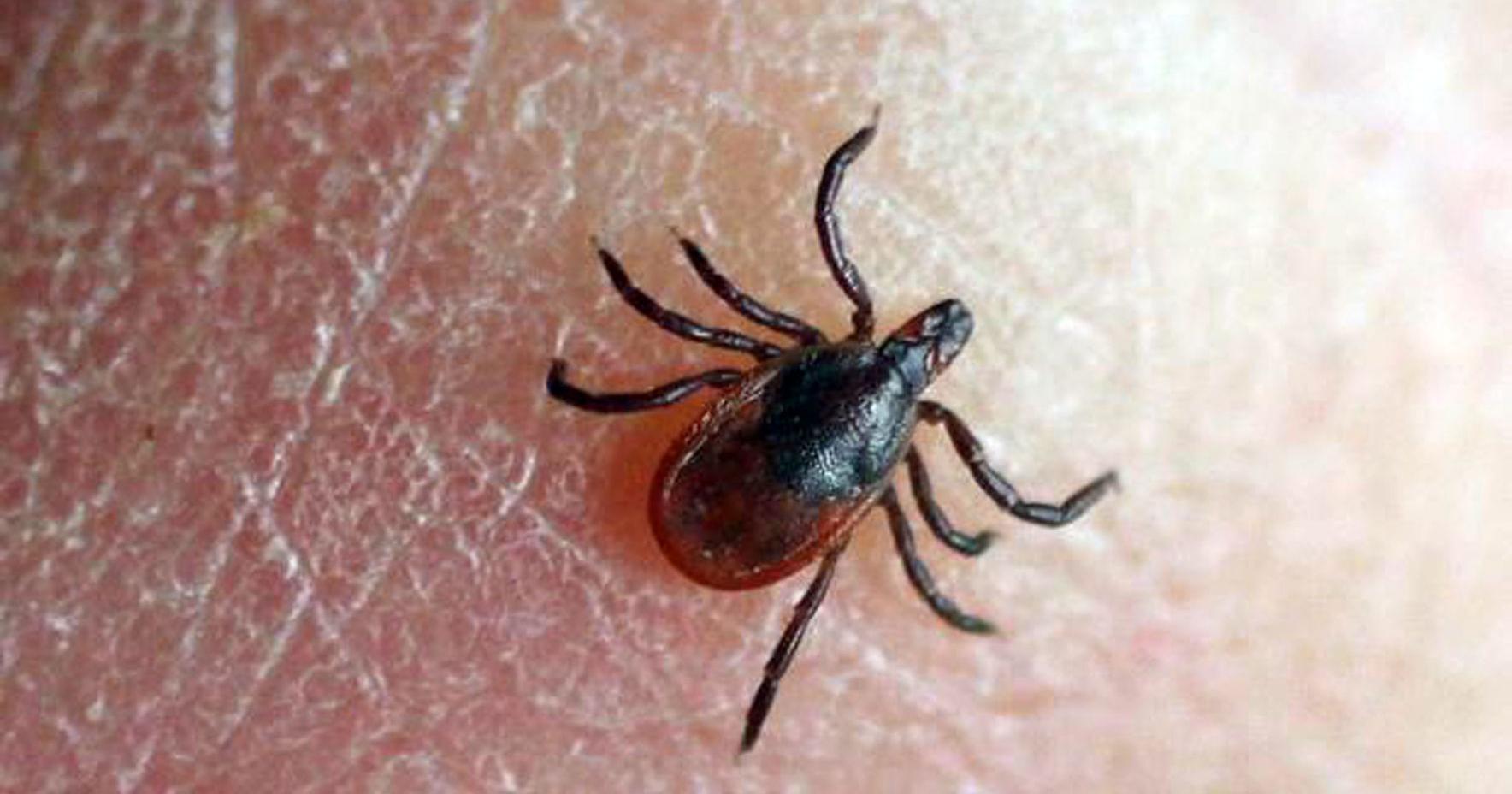 Marshfield asks WI citizens to participate in tick study - Vimarsana News